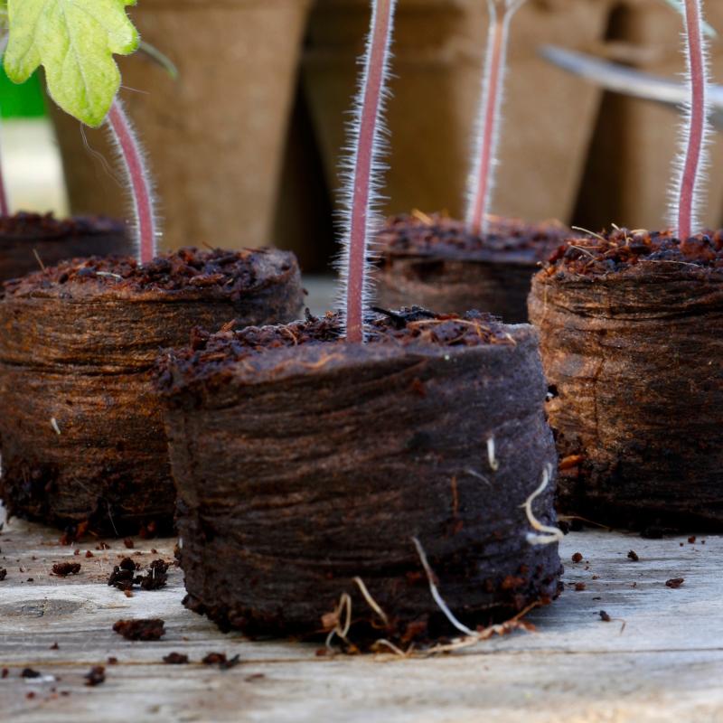 Compost Discs Peat Free Pack of 50