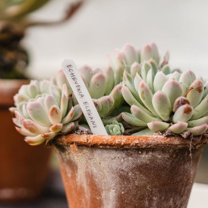 Plastic Plant Labels 10cm (4 inch) Pack of 50 | Party Save Smile