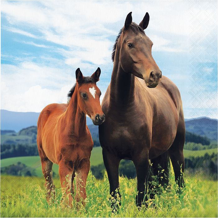 Horse Paper Napkins 2 ply Pack of 16 | Party Save Smile