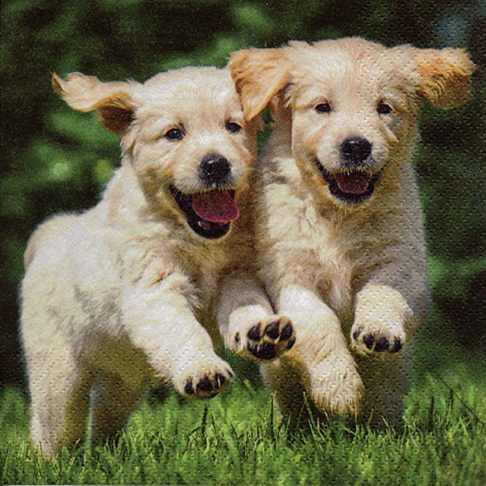 Dog Napkins Paper 3 ply Pack of 20 Serviettes | Party Save Smile