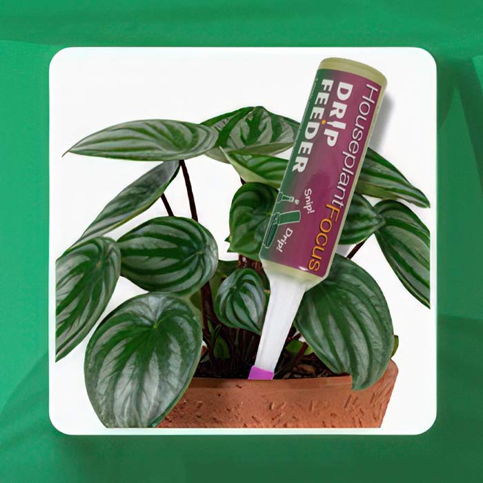 Plant Drip Feeder for easy nutrient supply to house plants in a stylish pot with lush greenery