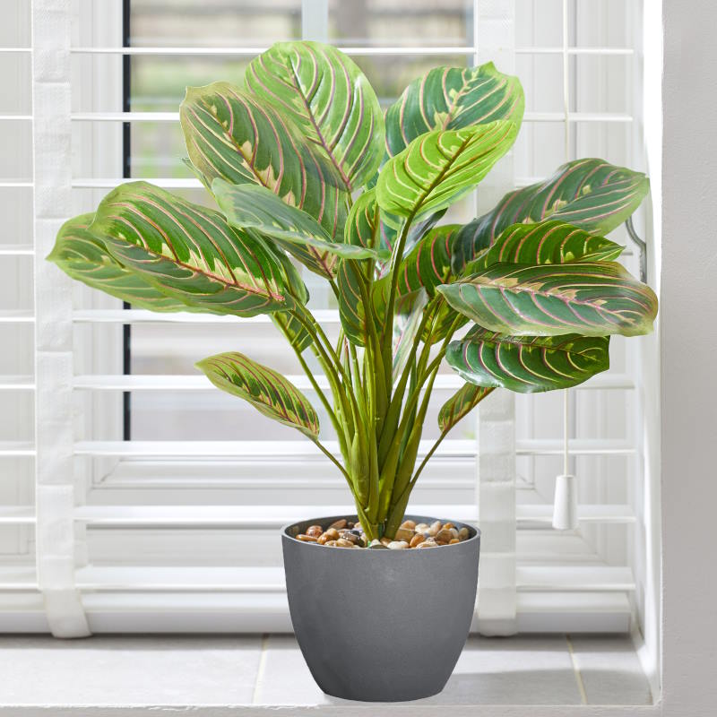 Artificial Calathea Prayer Plant: Fake Calathea Houseplant 35cm | Party Save Smile