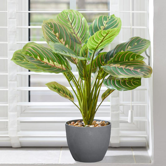 Artificial Calathea Prayer Plant: Fake Calathea Houseplant 35cm | Party Save Smile