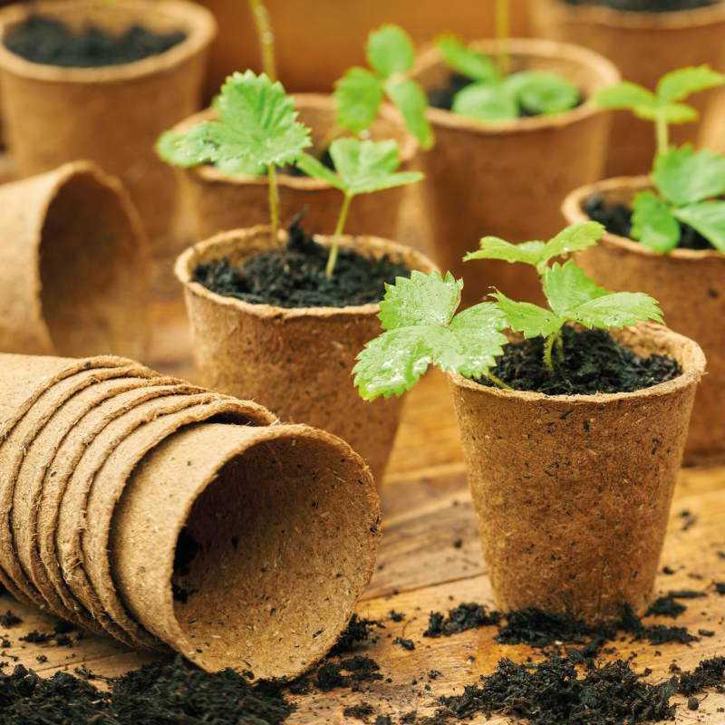 Gro-Sure Fibre Pots for Plants Round 6cm Pack of 96