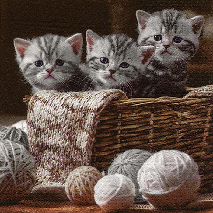 Cat Napkins Luxury 3 ply Pack of 20 Serviettes | Party Save Smile