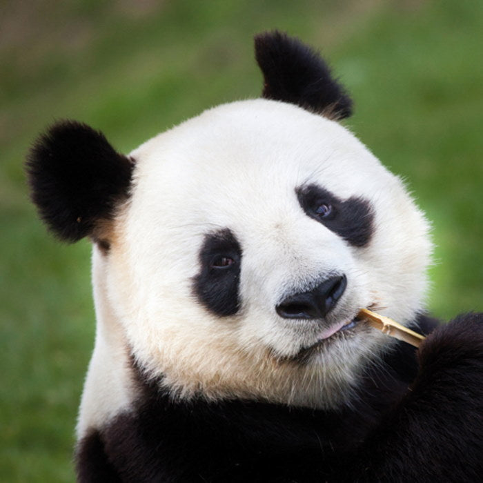 Panda Napkins Luxury 3 ply Pack of 20 Serviettes | Party Save Smile